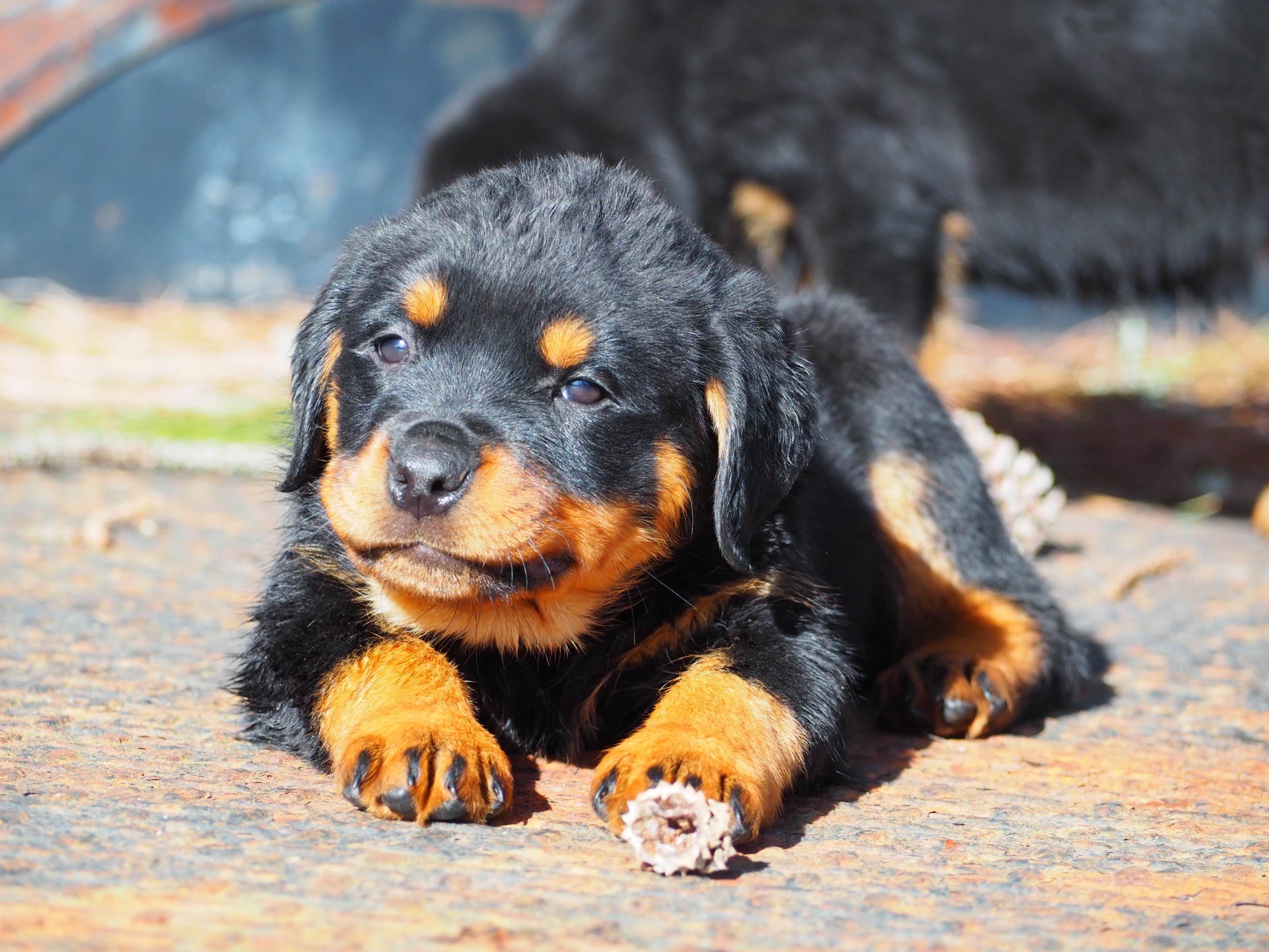 rottweiler breeders in virginia