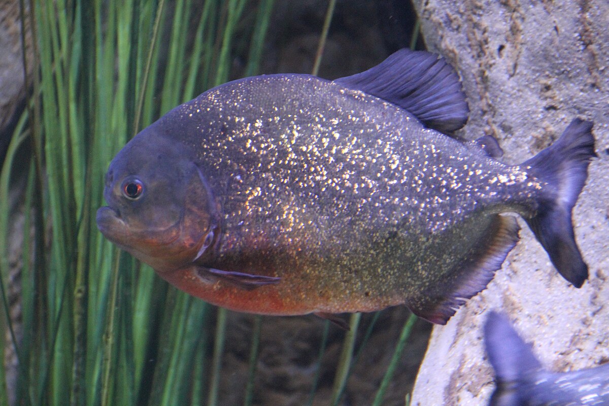 piranha pronunciation in english