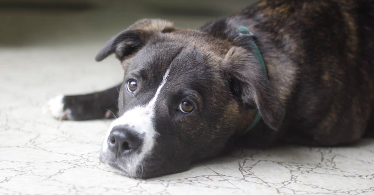 boxer hybrid dogs