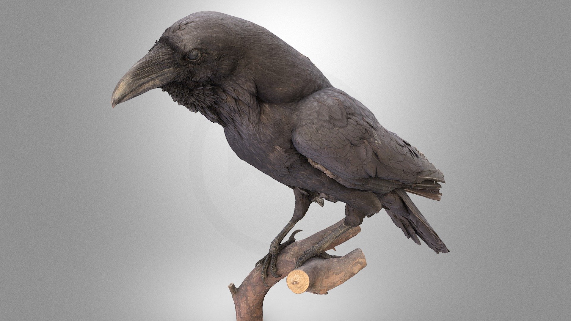 3d model raven