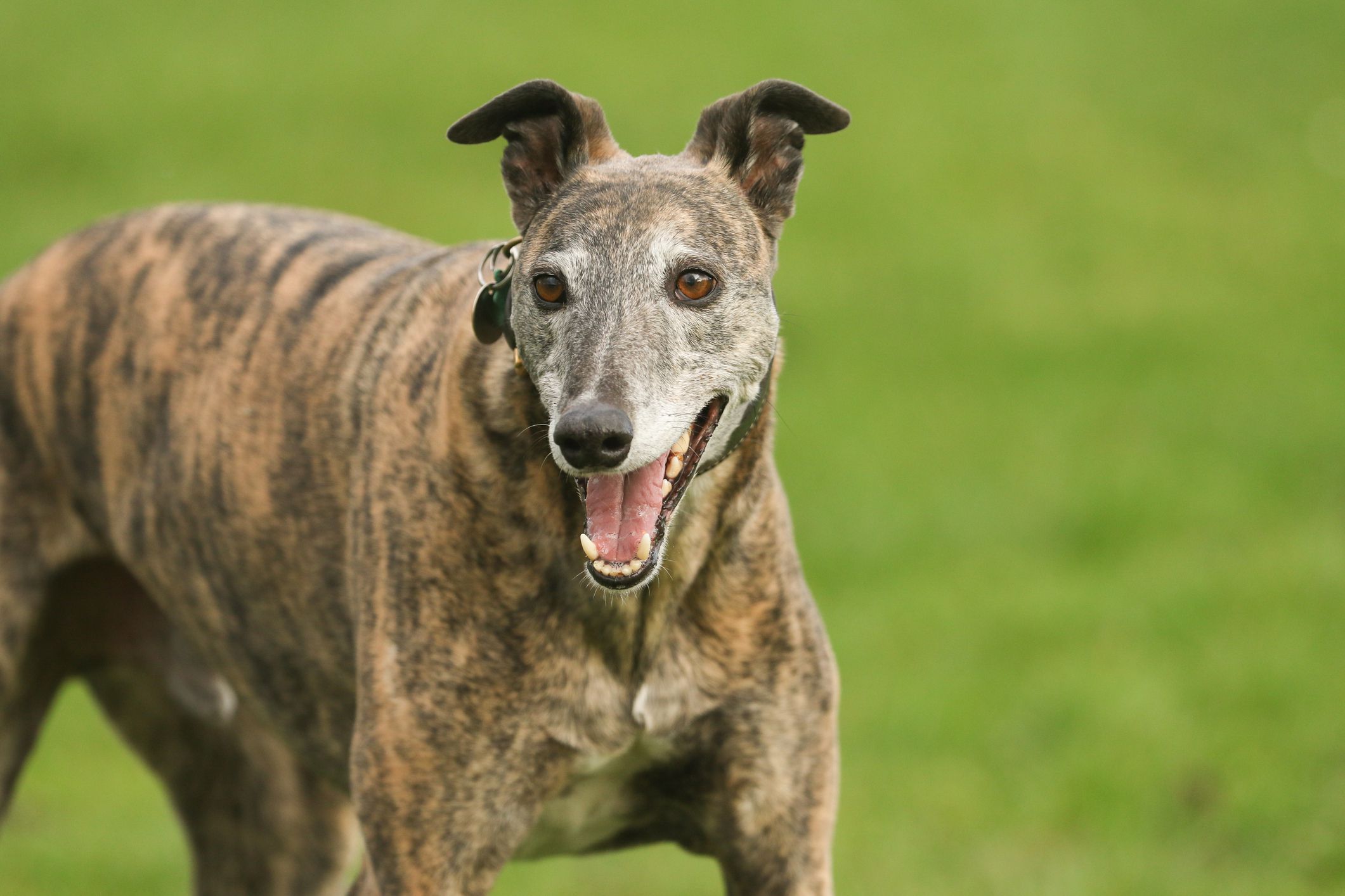 dogs with brindle