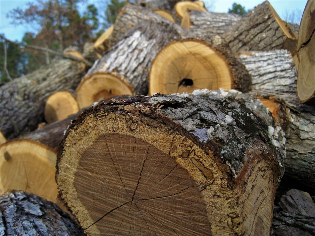 places to buy firewood near me