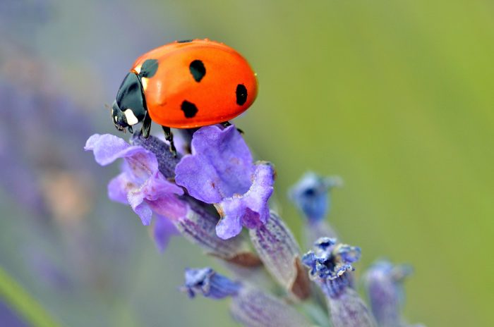 purple ladybug meaning
