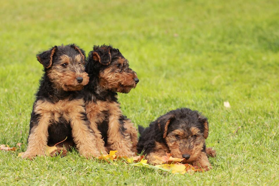 welsh terriers for sale uk