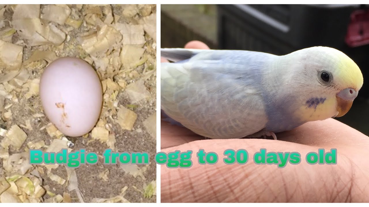 how long does it take a budgie egg to hatch