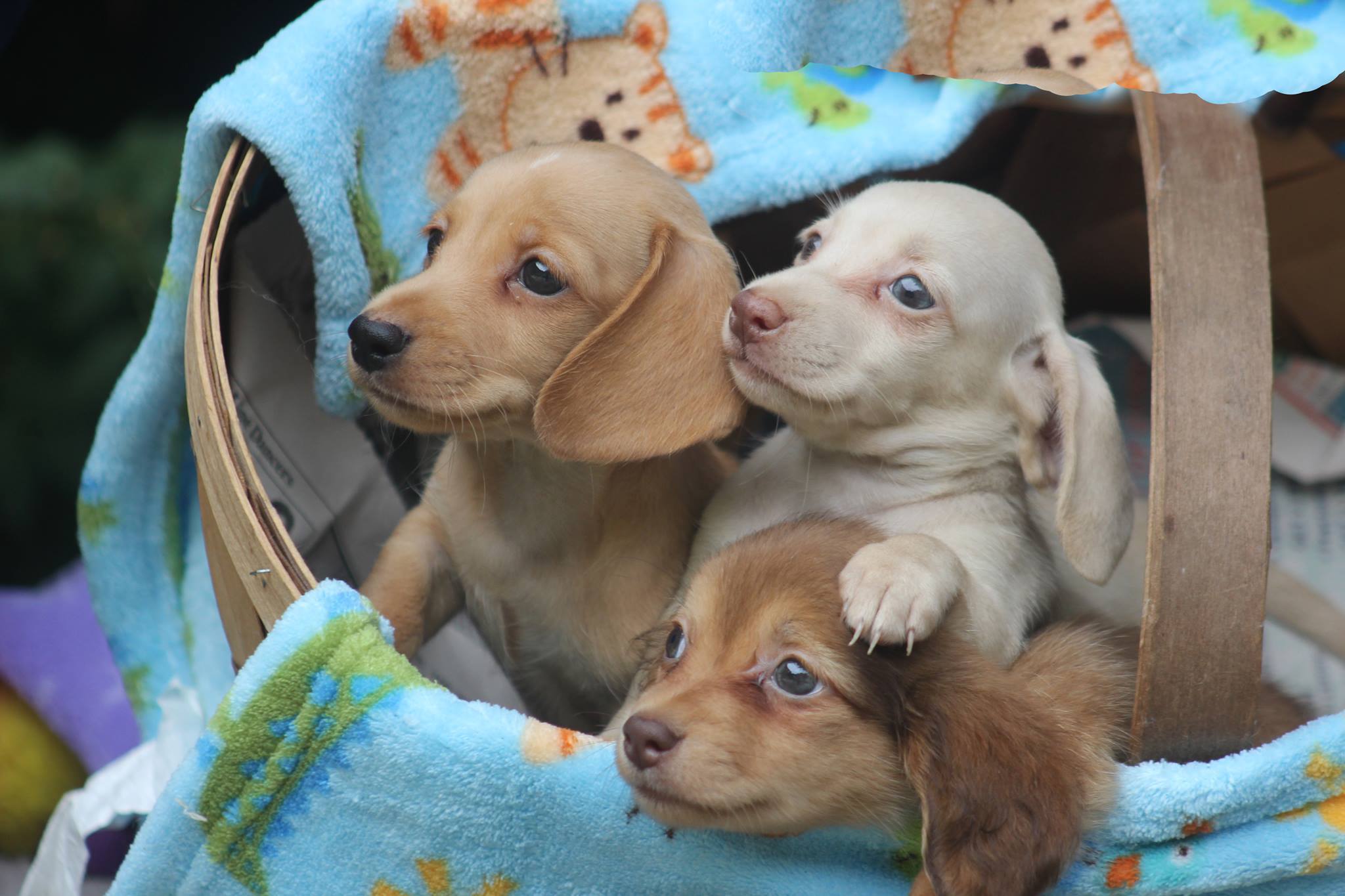 miniature doxie puppies for sale