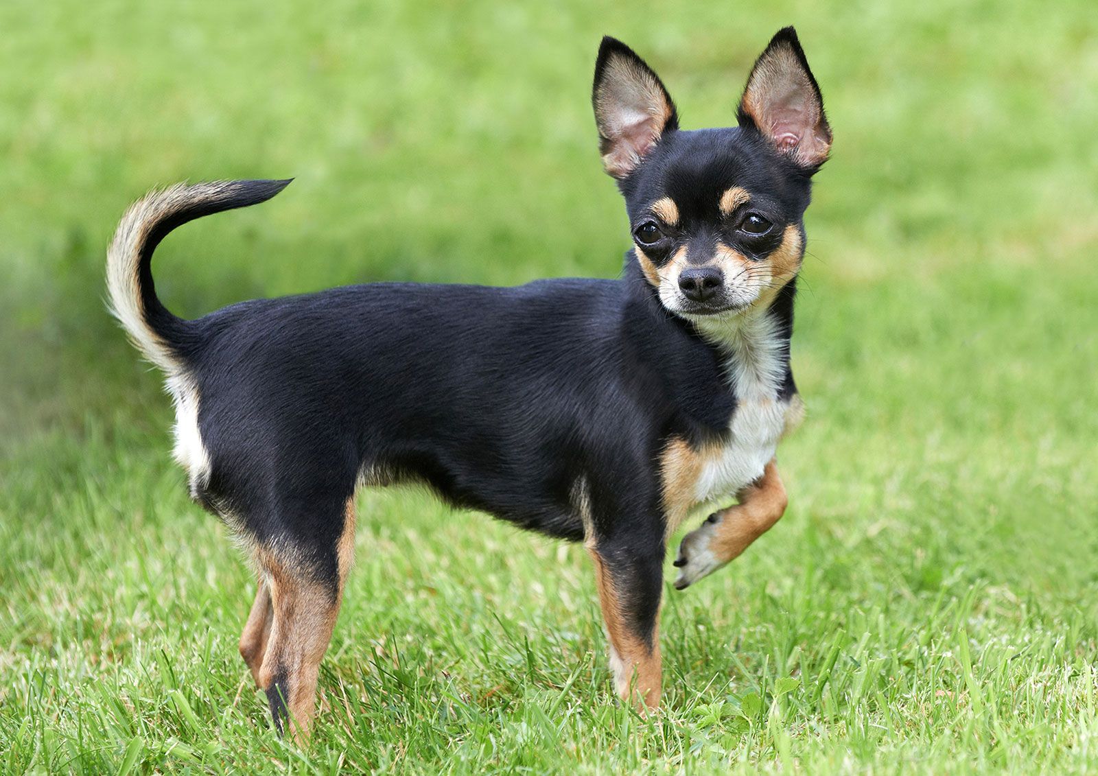 images of a chiwawa dog