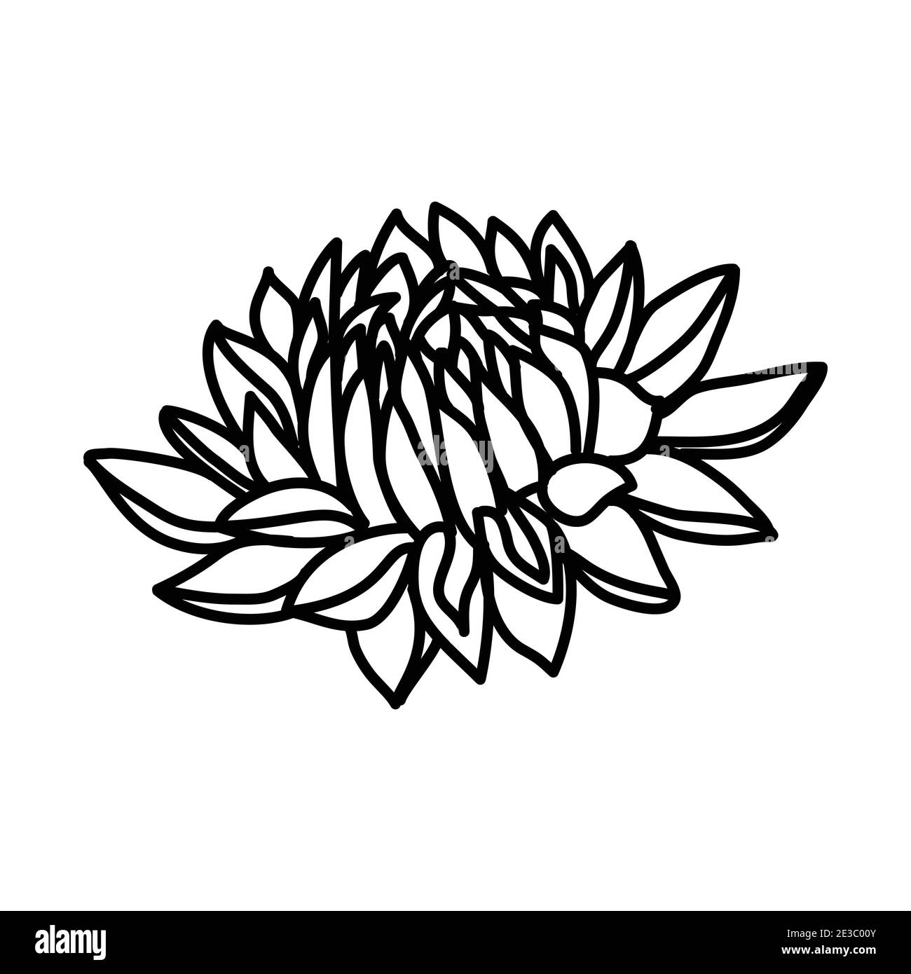 dahlia flower vector