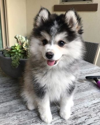 pom husky mix