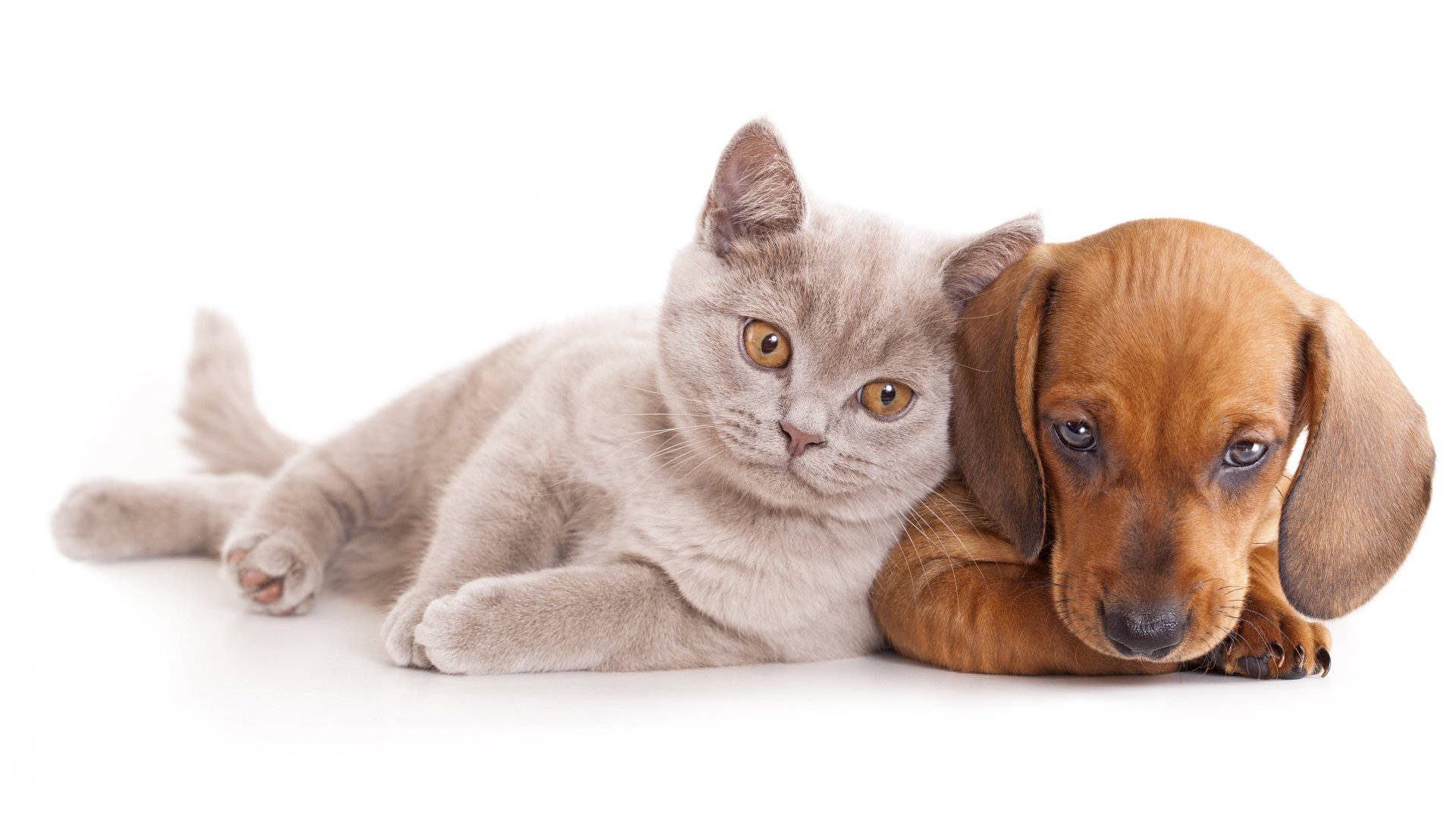 dog and cat wallpaper desktop
