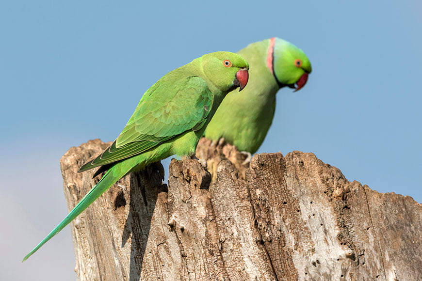 indian ringneck life expectancy