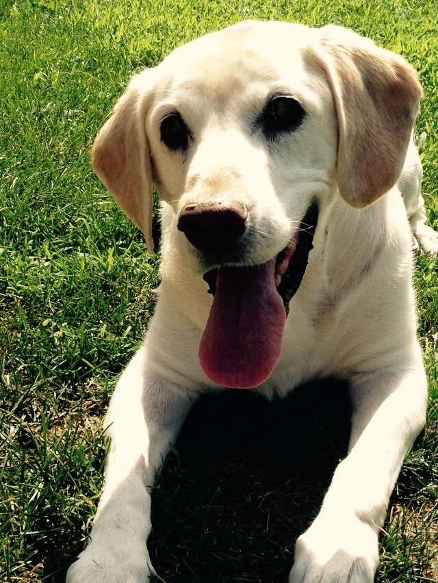 yellow lab for adoption near me