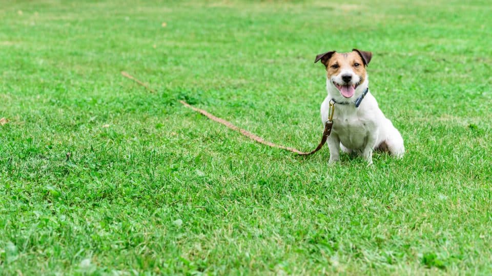 best dog lead for yard