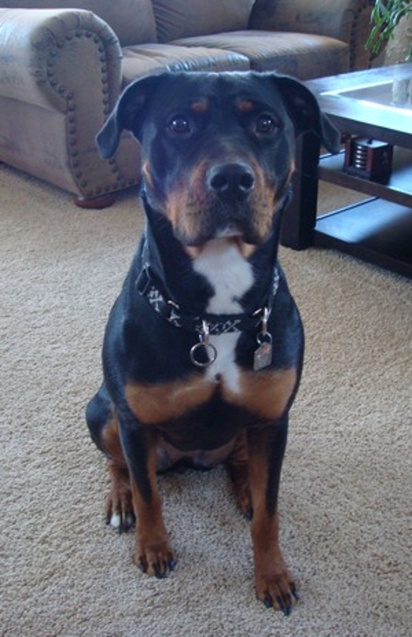 pitbull dog mix with rottweiler