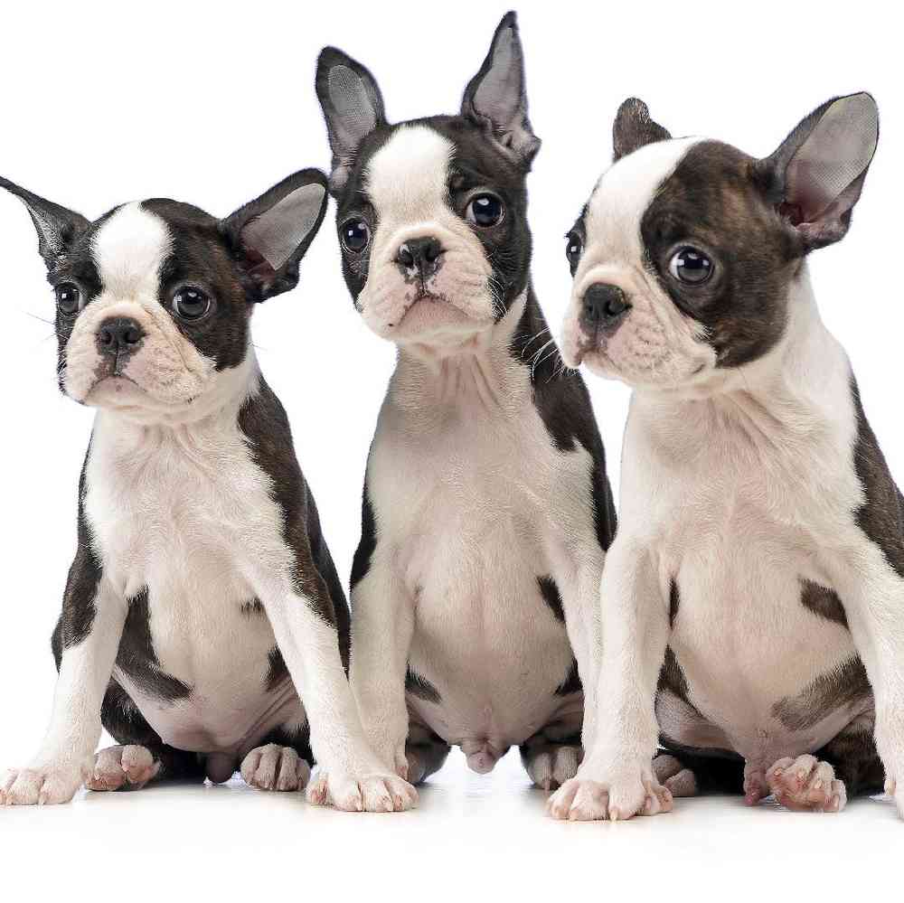 boston terrier puppies for sale near me