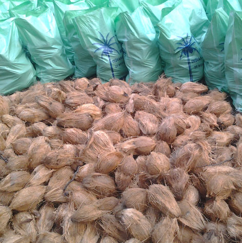 coconut wholesale price