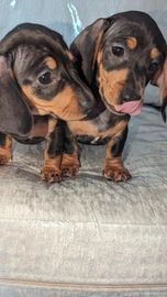 miniature dachshund for sale middlesbrough