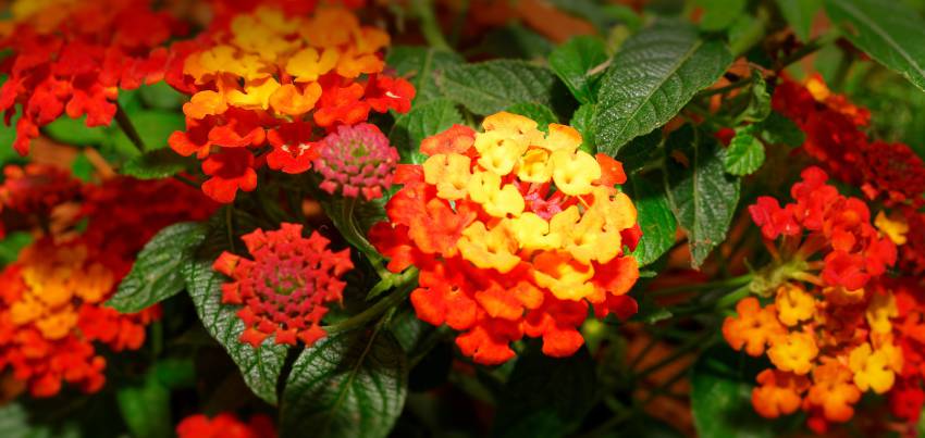 quand tailler lantana