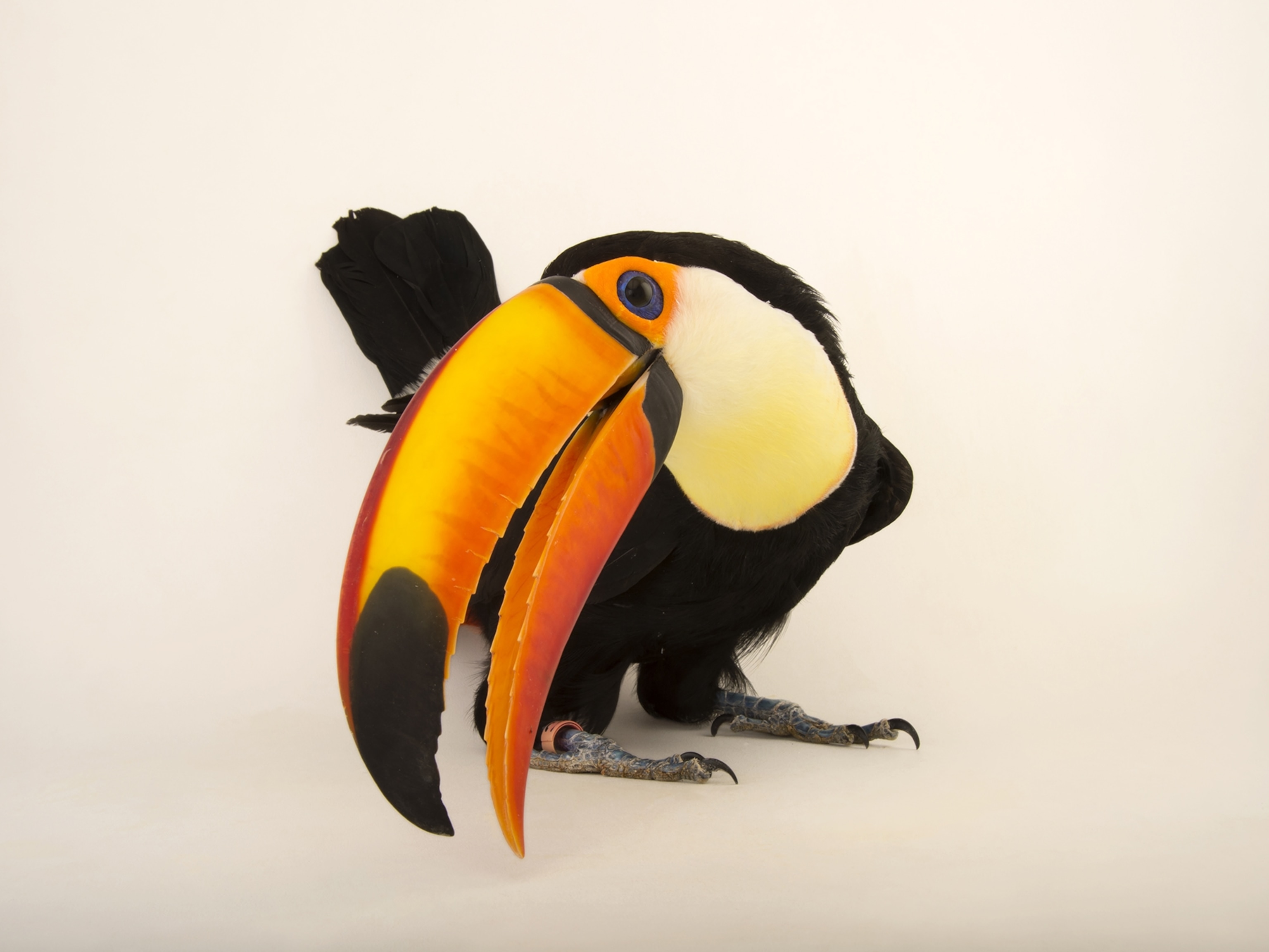 toucan fact file