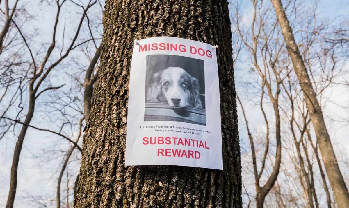 missing pet poster