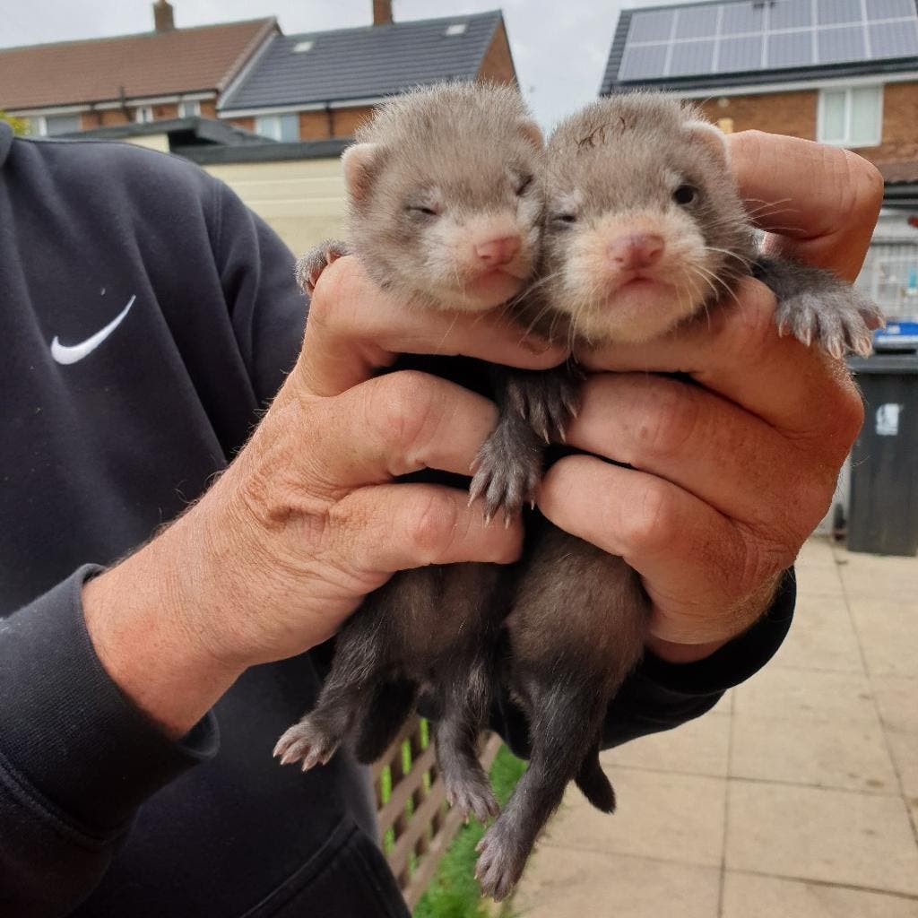 ferrets for sale