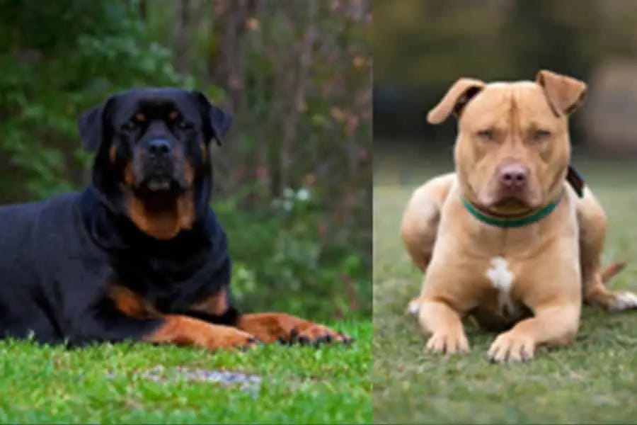 mix rottweiler and pitbull