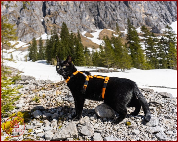 cat harnesses escape proof