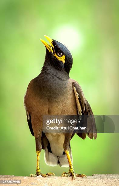 mynah images