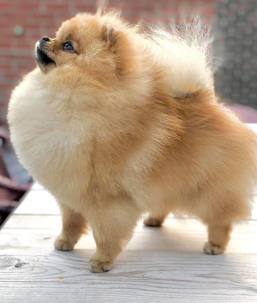 timeless pomeranians