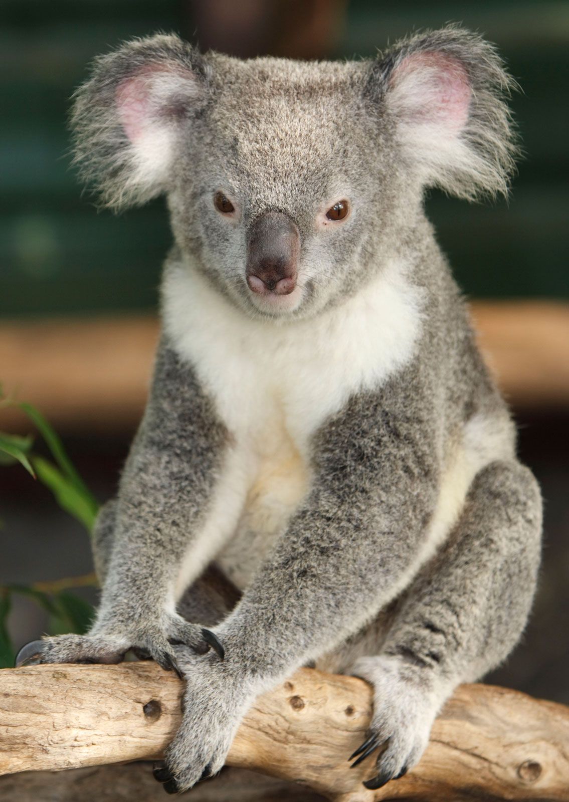 koala bear pics