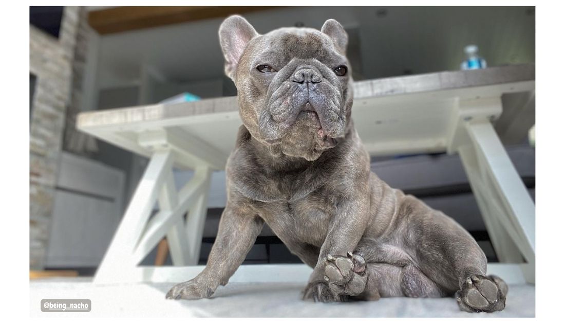 blue brindle frenchie