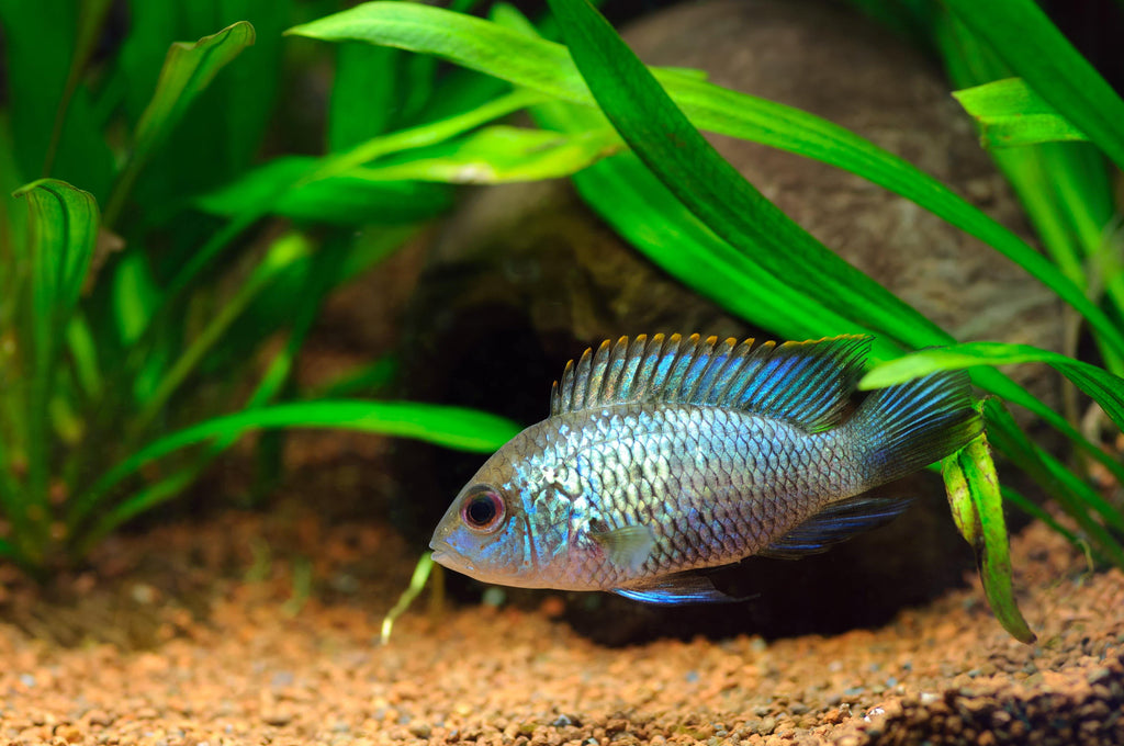 electric blue acara tank mates