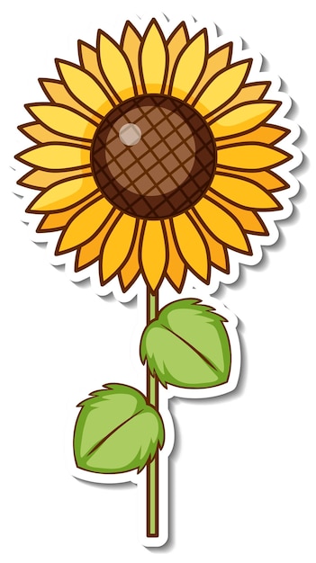 sun flower clipart