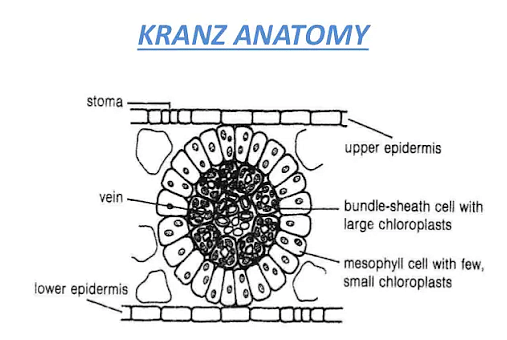 what is kranz anatomy class 11