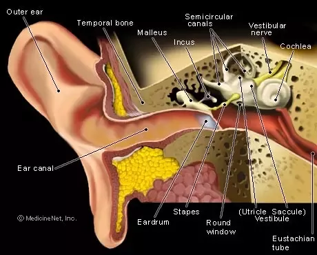 using showerhead to remove ear wax