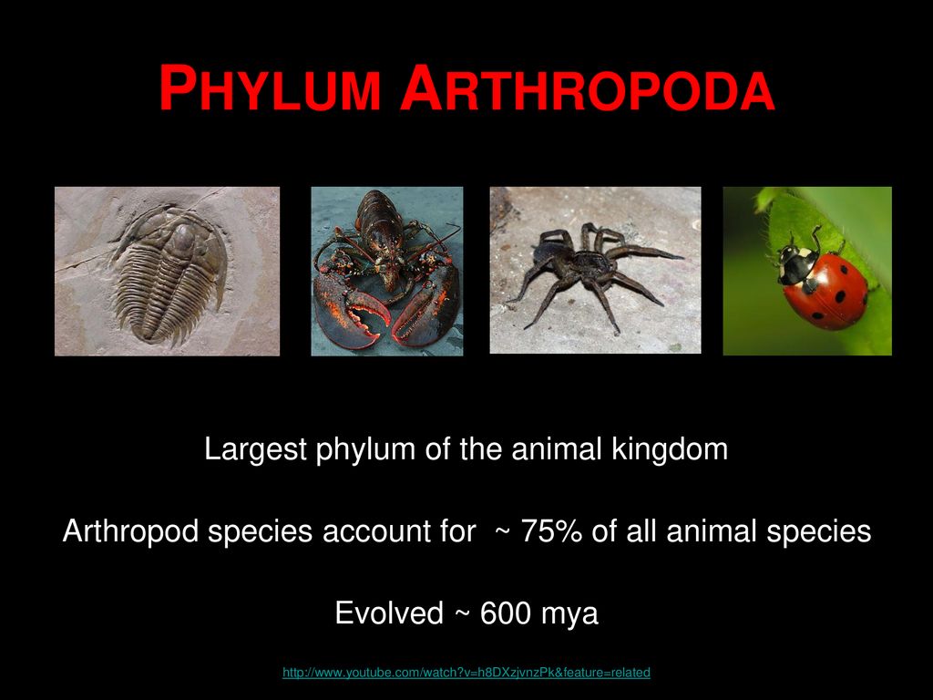 name the largest phylum of animal kingdom