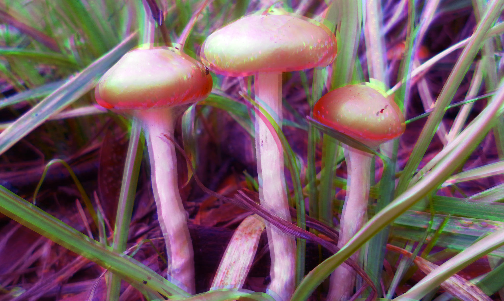 magic mushrooms blue meanies