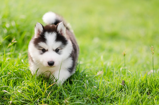 husky dogs and puppies