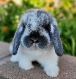 lop eared bunny for sale