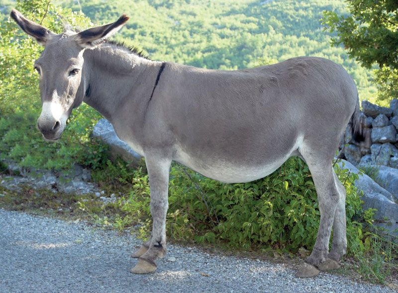 images of donkeys