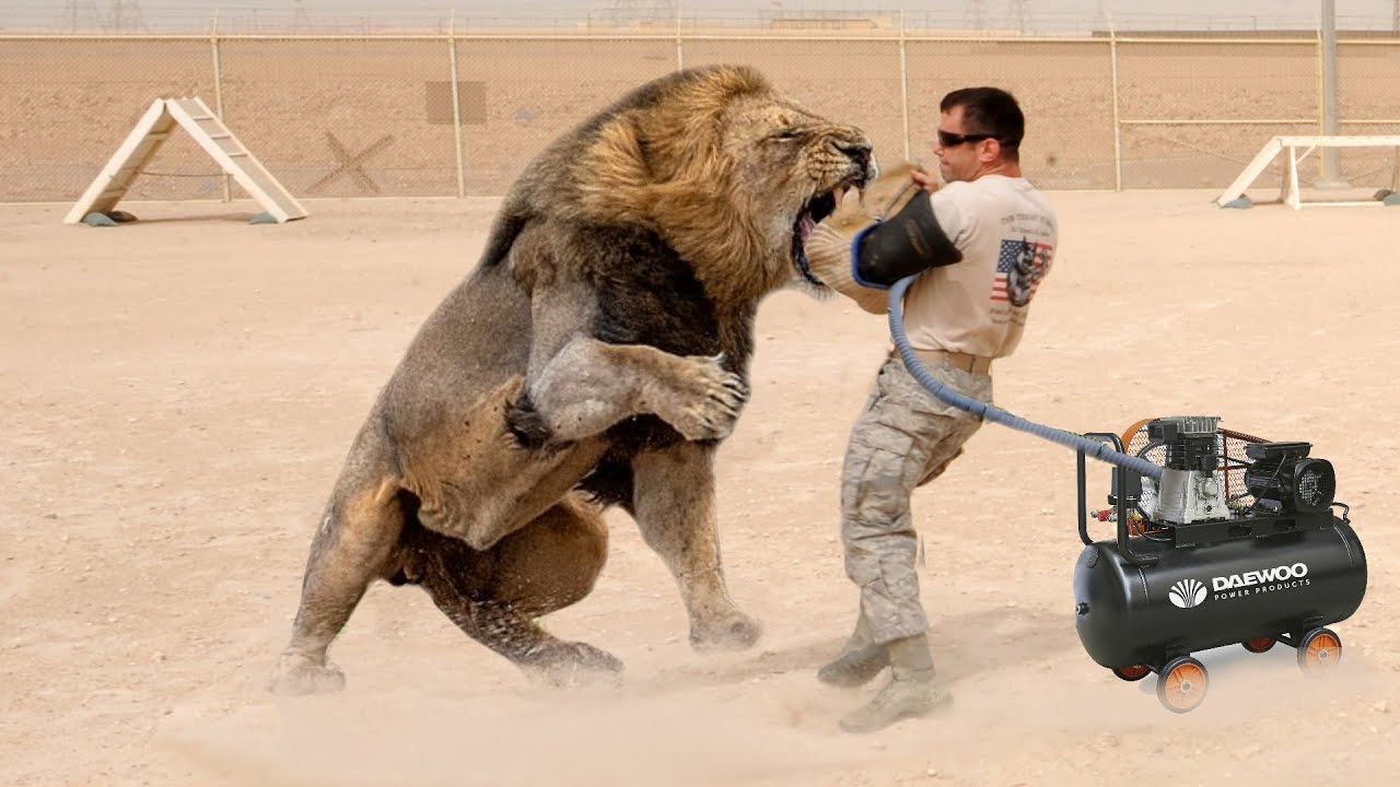 biting force of lion