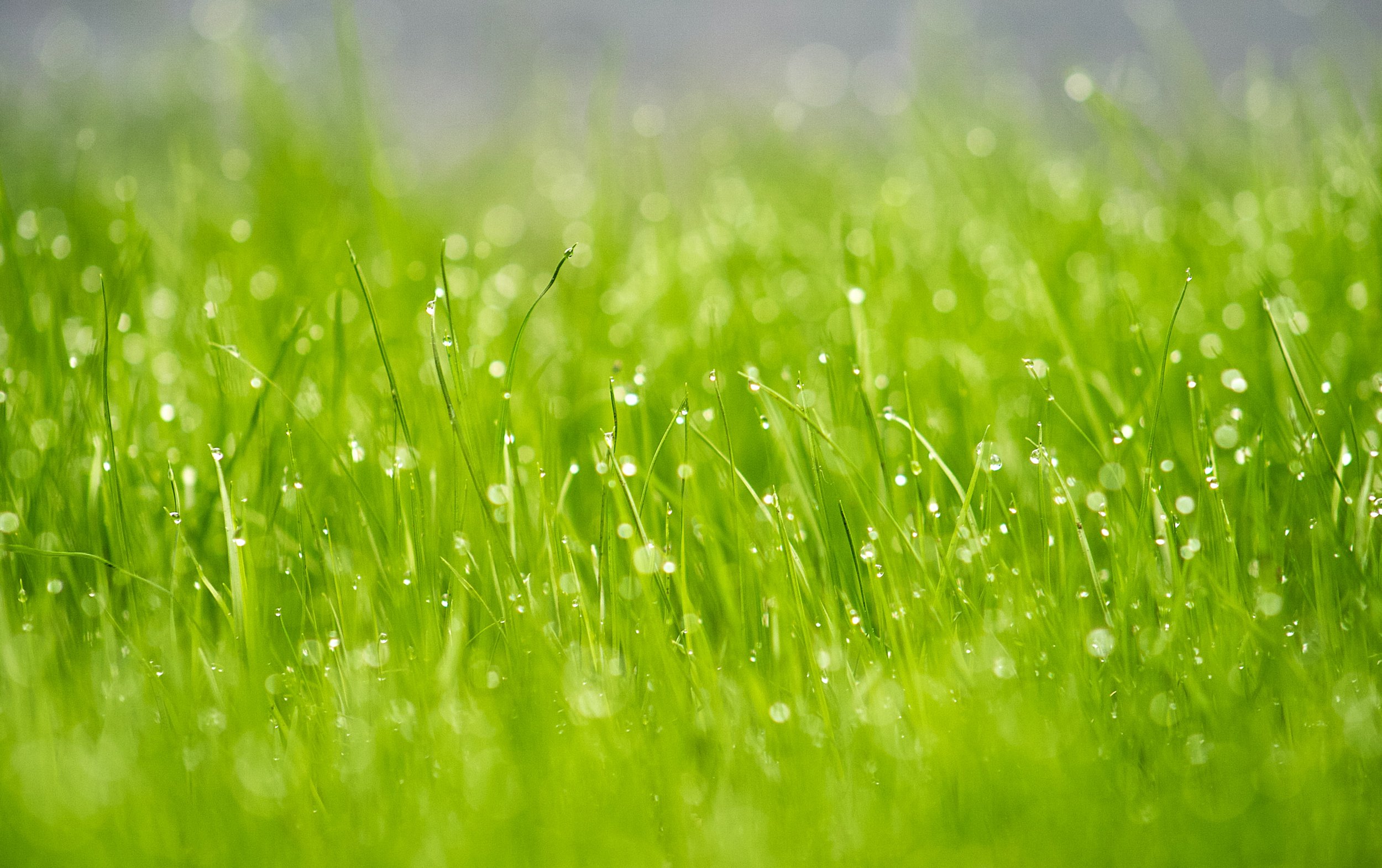 watering grass at night myth