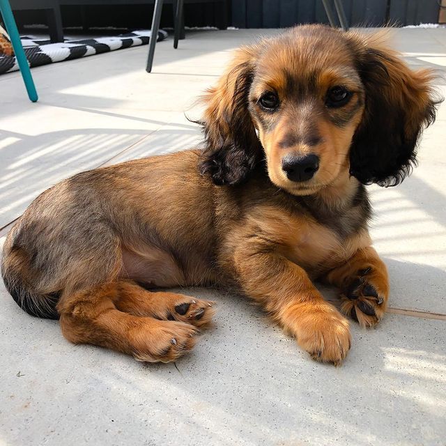 long haired dachshund for sale