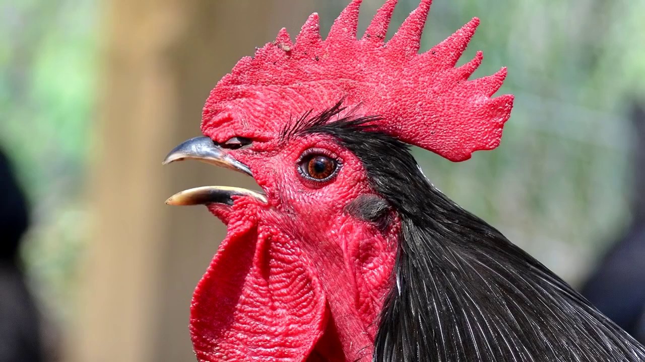 rooster sound effect