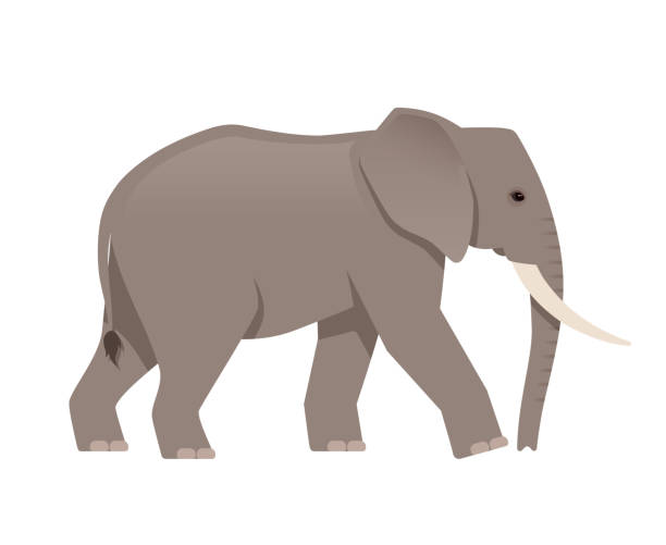 elephant stock art