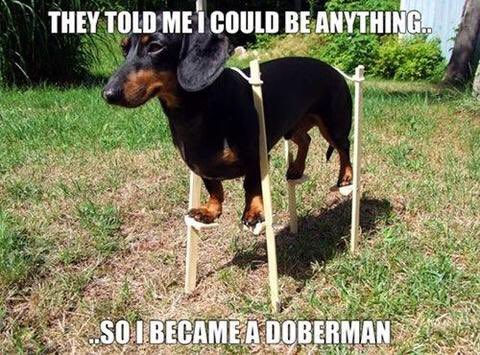 angry dachshund meme