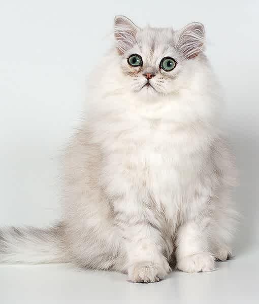 chinchilla persian cats