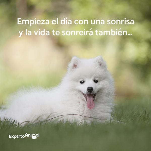 emotivas frases para perros instagram