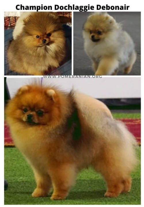 ugly fase pomeranian