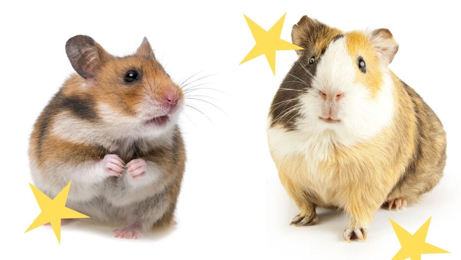 hamster and guinea pig difference